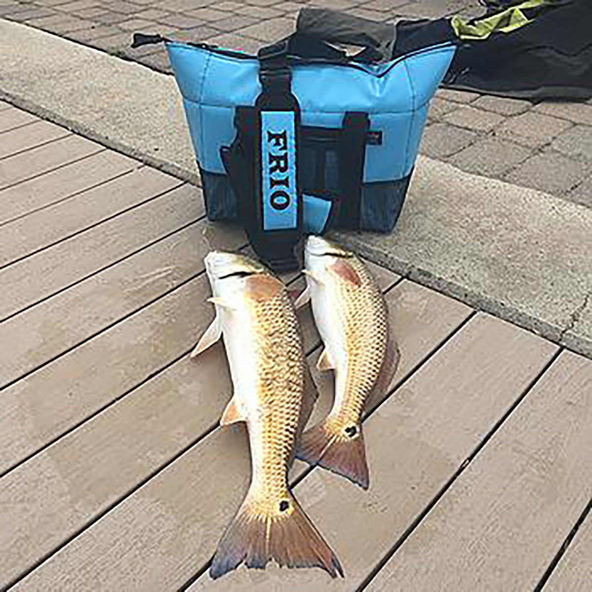 Sight Casting Redfish